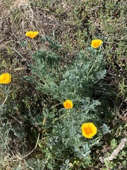 Eschscholzia californica maritima
