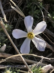 Phlox hoodii