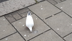Columba livia domestica