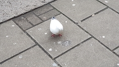 Columba livia domestica