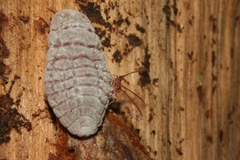 Coelostomidia