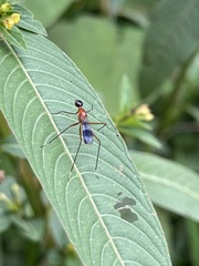 Glyphodera