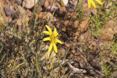 Heterolepis peduncularis
