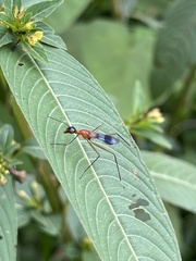 Glyphodera
