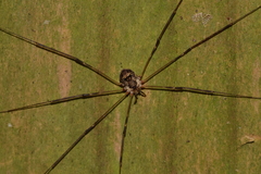 Amilenus aurantiacus