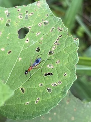 Glyphodera