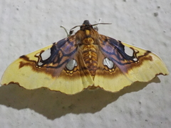 Eupastranaia tumidifrons