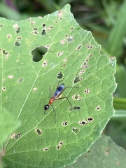 Glyphodera