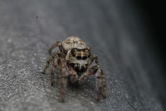 Macaroeris nidicolens