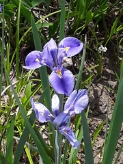Irideae