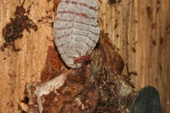 Coelostomidia