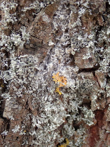 Dvisporis plėviagrybis