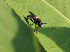 Choerades fuliginosa