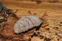 Coelostomidia