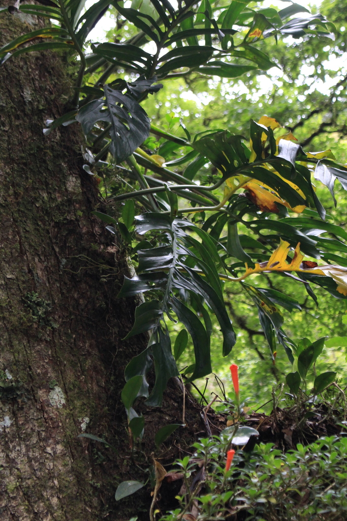 Monstera epipremnoides; photograph author not stated, no rights reserved