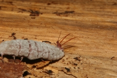 Coelostomidia