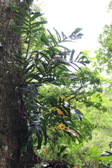 author not stated, no rights reserved Monstera epipremnoides, photograph author not stated, no rights reserved