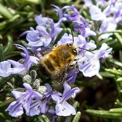 Anthophora plumipes