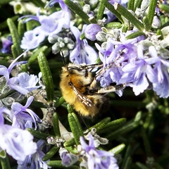 Anthophora plumipes