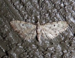 Eupithecia annulata