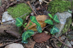 Passiflora apetala image