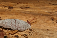 Coelostomidia