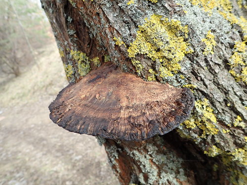 Rauplėtasis vingurėlis