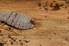 Coelostomidia