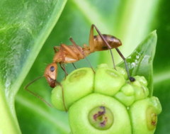 Camponotus variegatus