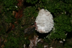 Coelostomidia