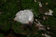 Coelostomidia