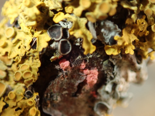 Illosporiopsis christiansenii