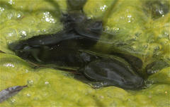 Gastrotheca cuencana