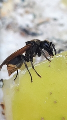 Brachygastra mellifica