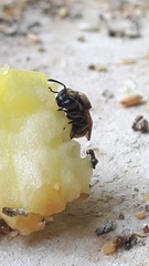 Brachygastra mellifica