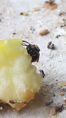 Brachygastra mellifica