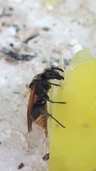 Brachygastra mellifica