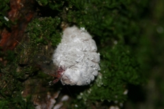 Coelostomidia