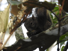 Sciurus aestuans ingrami