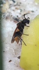 Brachygastra mellifica