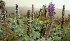Lupinus triananus