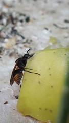 Brachygastra mellifica