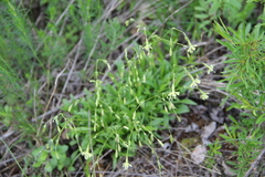 Silene saxatilis