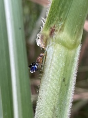 Celidodacus