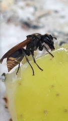 Brachygastra mellifica