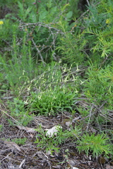 Silene saxatilis