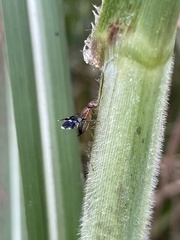 Celidodacus