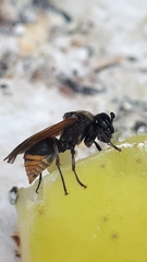 Brachygastra mellifica