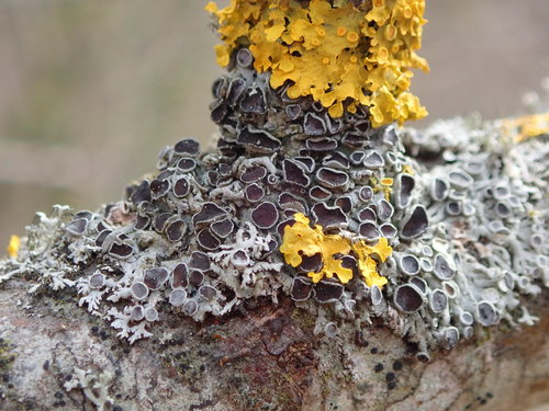 Žvaigždinė žiauberė