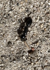 Camponotus laevigatus